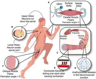 Alignment of magnetic sensing and clinical magnetomyography